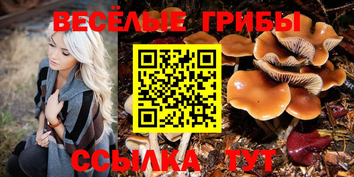 Галлюциногенные грибы Psilocybine cubensis Можайск